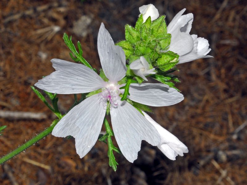 Dei bei fiori bianchi di montagna